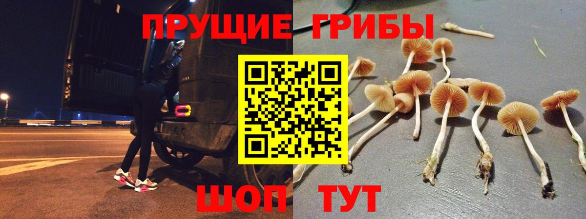 Галлюциногенные грибы Cubensis Свободный